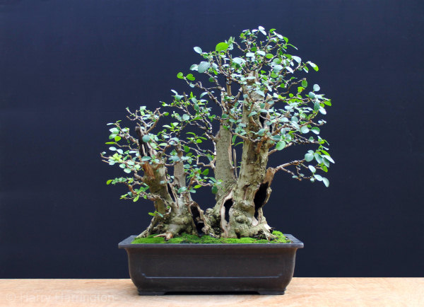 Privet Multi Trunk Bonsai